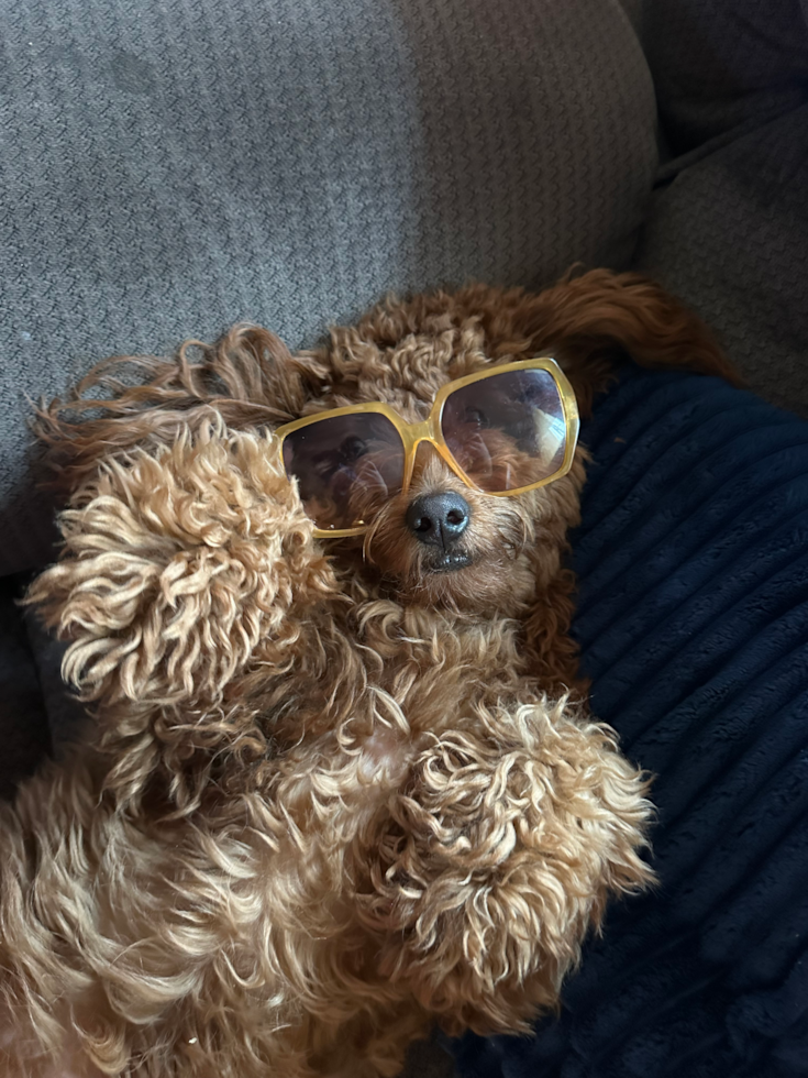 Cute Mini Goldendoodle Pup in