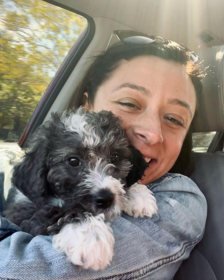 Mini Bernedoodle Being Cute