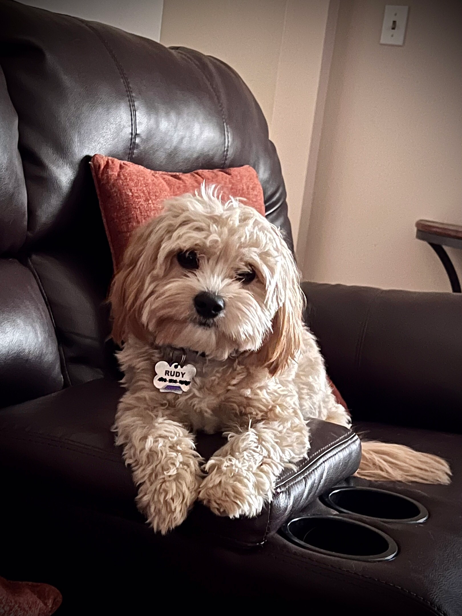 Petite Cavachon Designer Pup