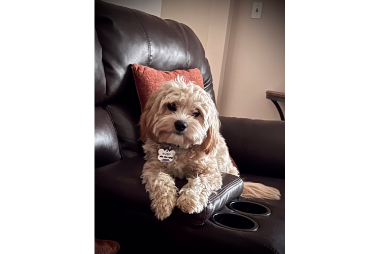 Petite Cavachon Designer Pup