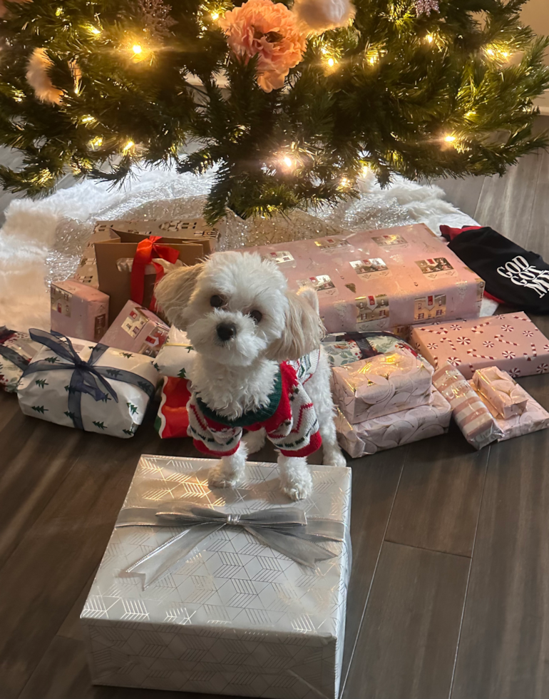 Maltipoo Being Cute