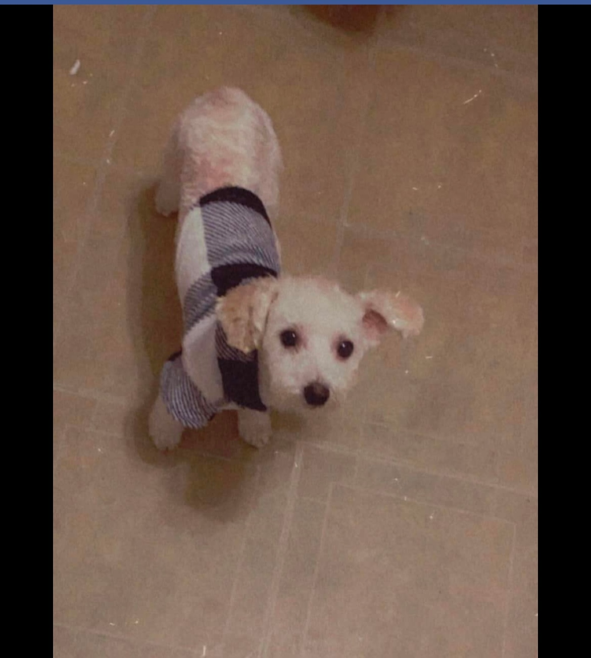 Poodle Puppy for Adoption