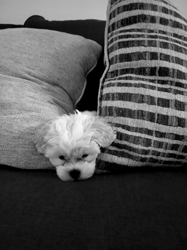 Teddy Bear Being Cute