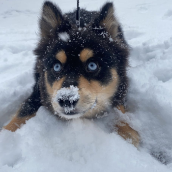 Pomsky Pup