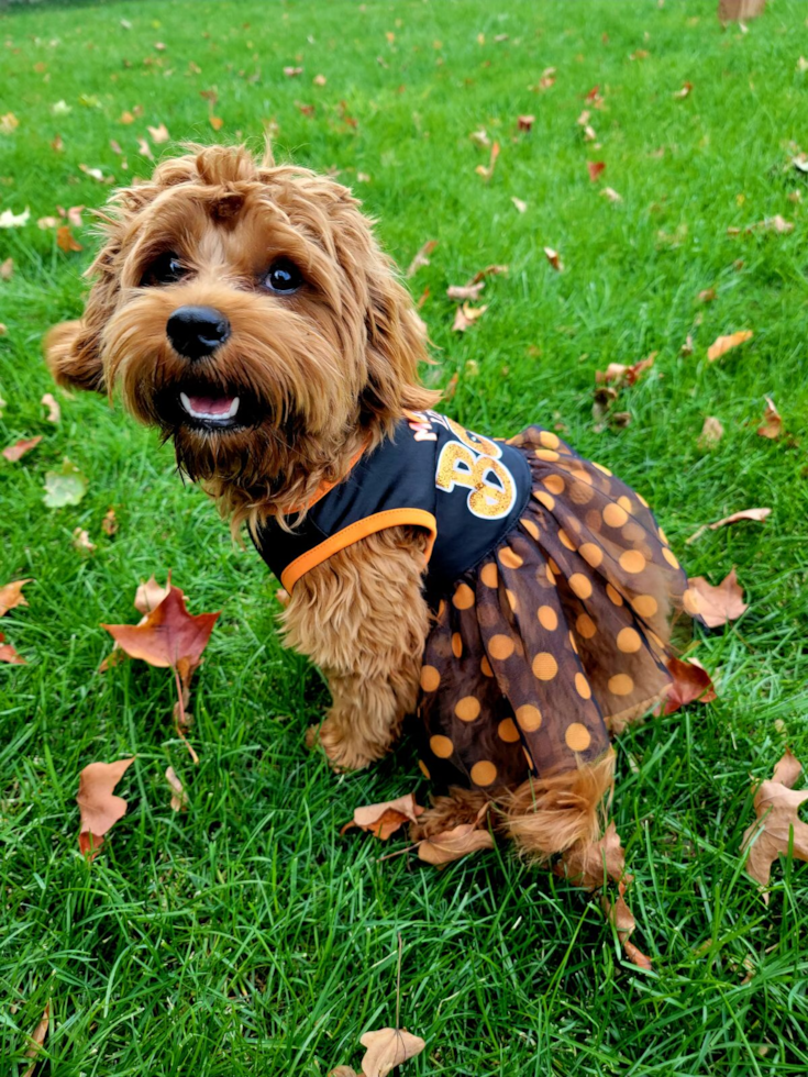 Cute Cavapoo Pup in