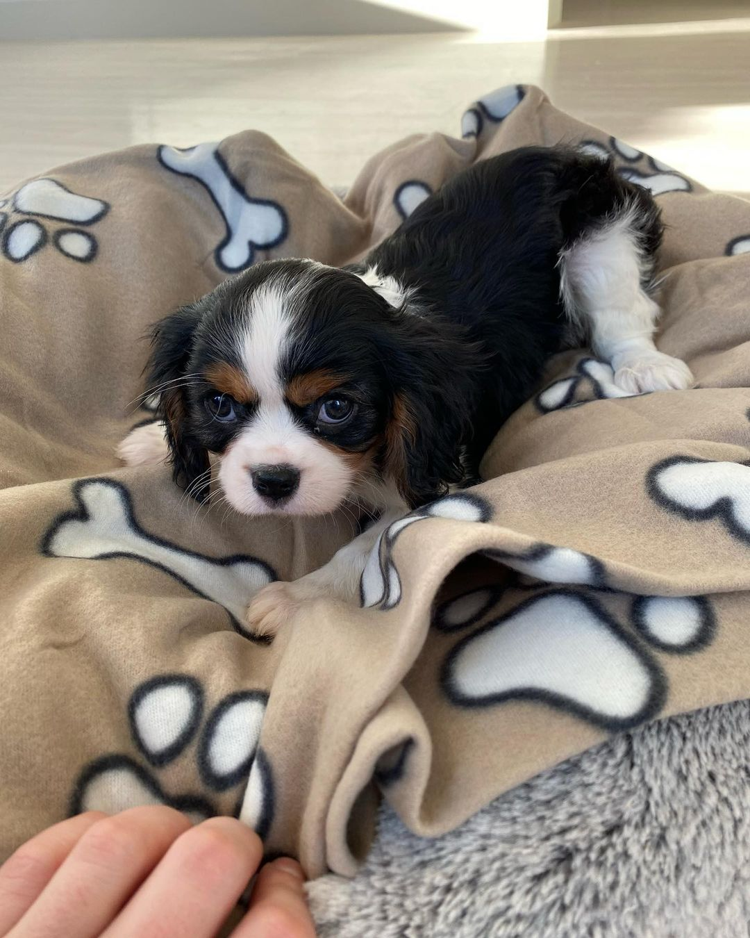 Cavalier King Charles Spaniel Pup Being Cute