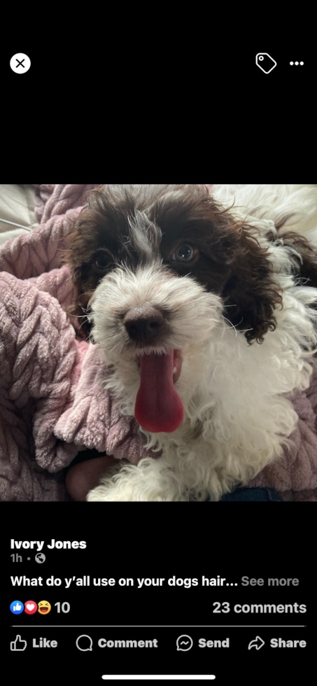 Hypoallergenic Cockerpoo Poodle Mix Pup