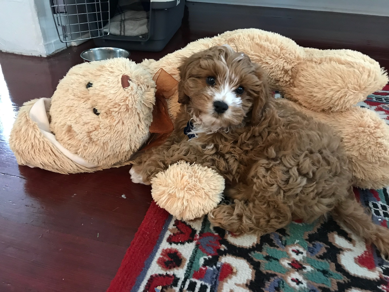 Smart Cavapoo Poodle Mix Pup