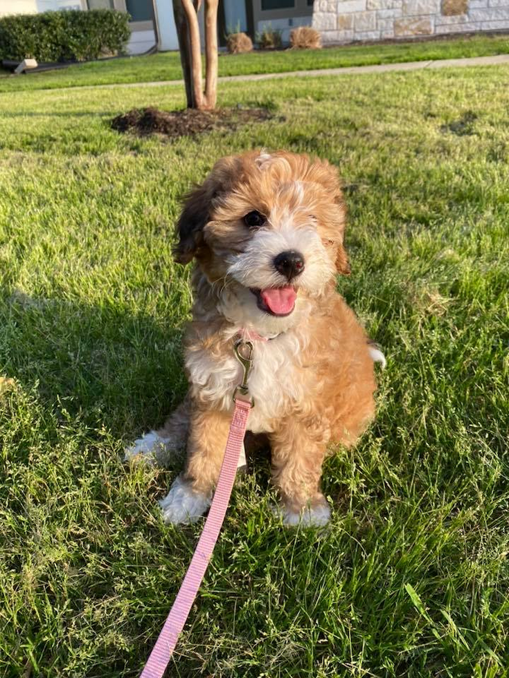 Hypoallergenic Bernadoodle Poodle Mix Pup