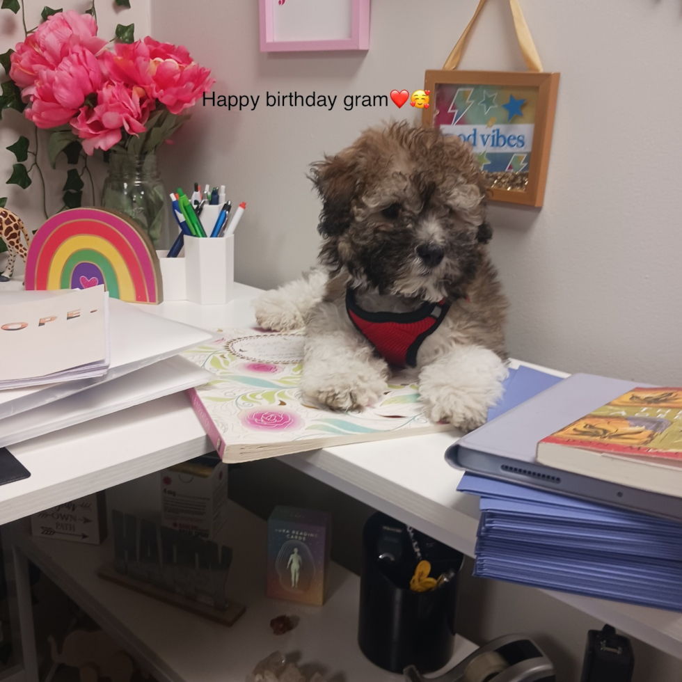 Fluffy Havanese Purebred Pup