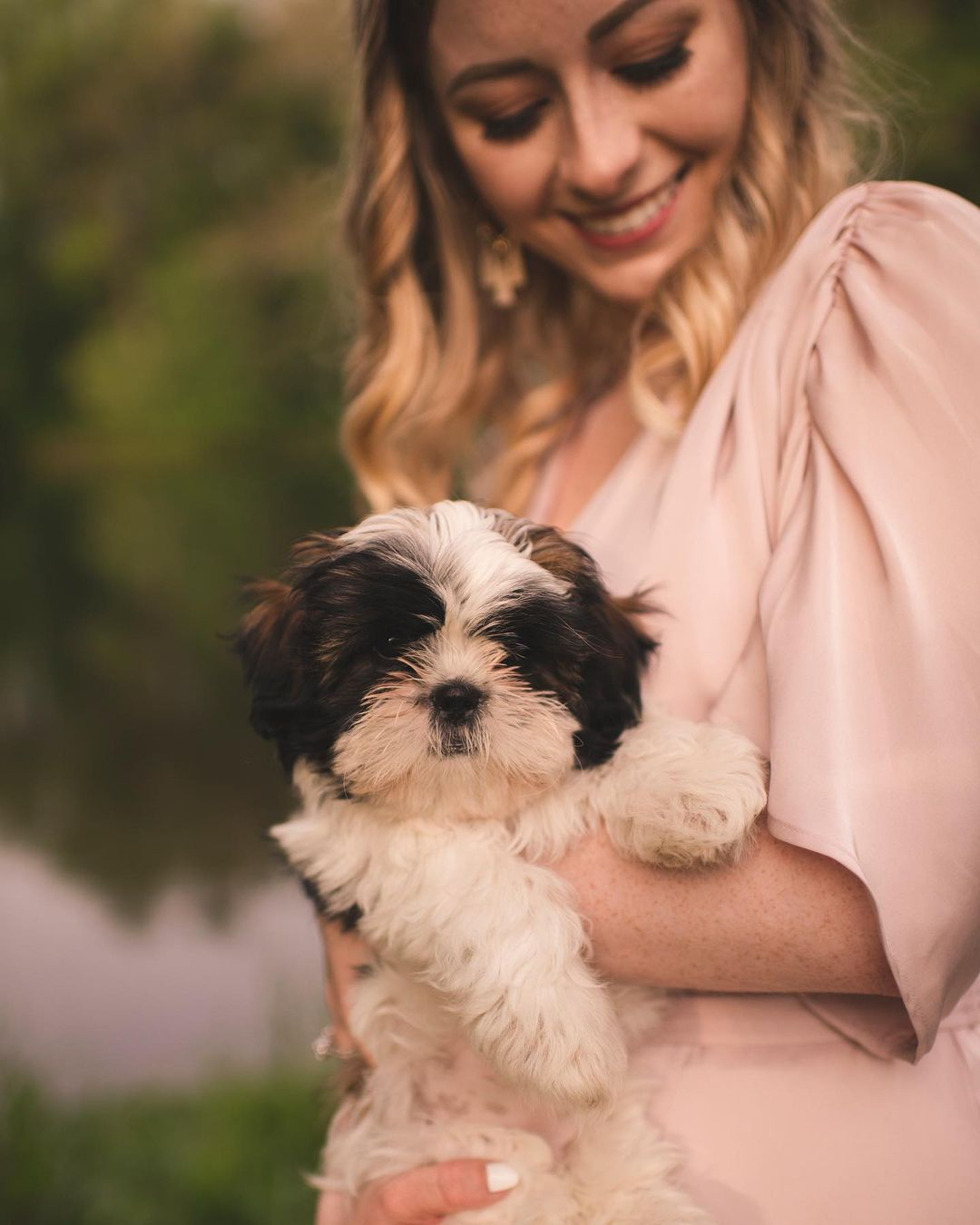 Shih Tzu Puppy for Adoption