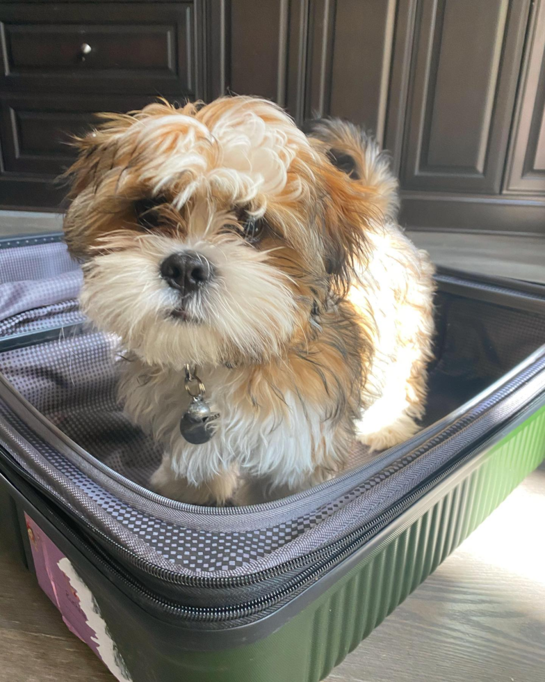 Fluffy Shitzu Purebred Pup
