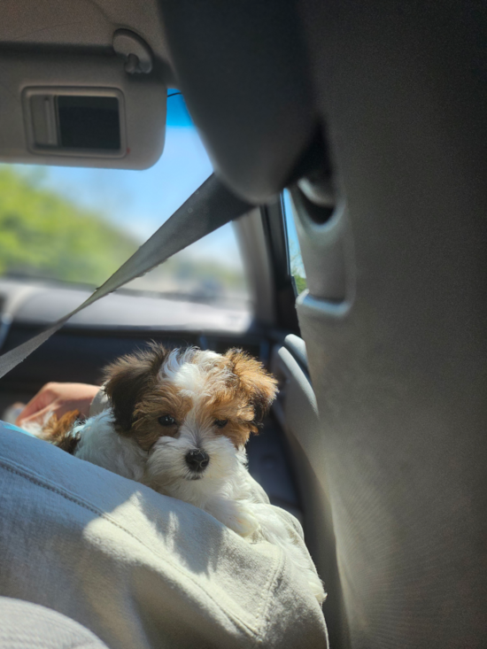 Friendly Maltipoo Pup in