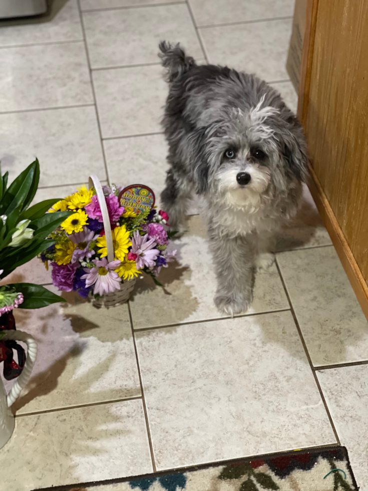 Small Mini Aussiedoodle Pup