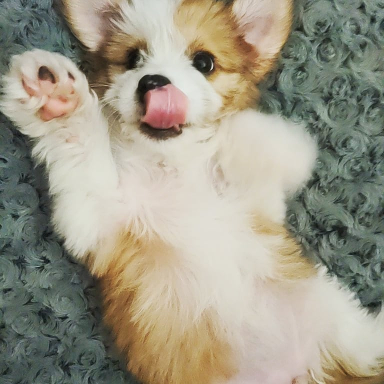 Hypoallergenic Australian Designer Puppy