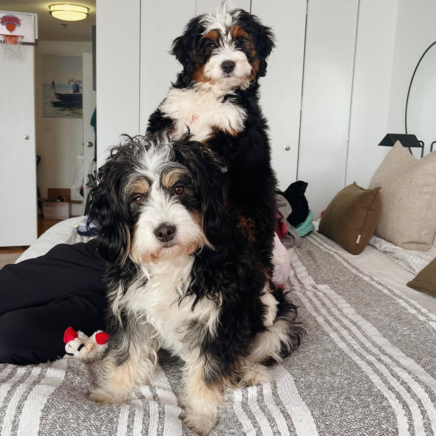 Best Mini Bernedoodle Baby