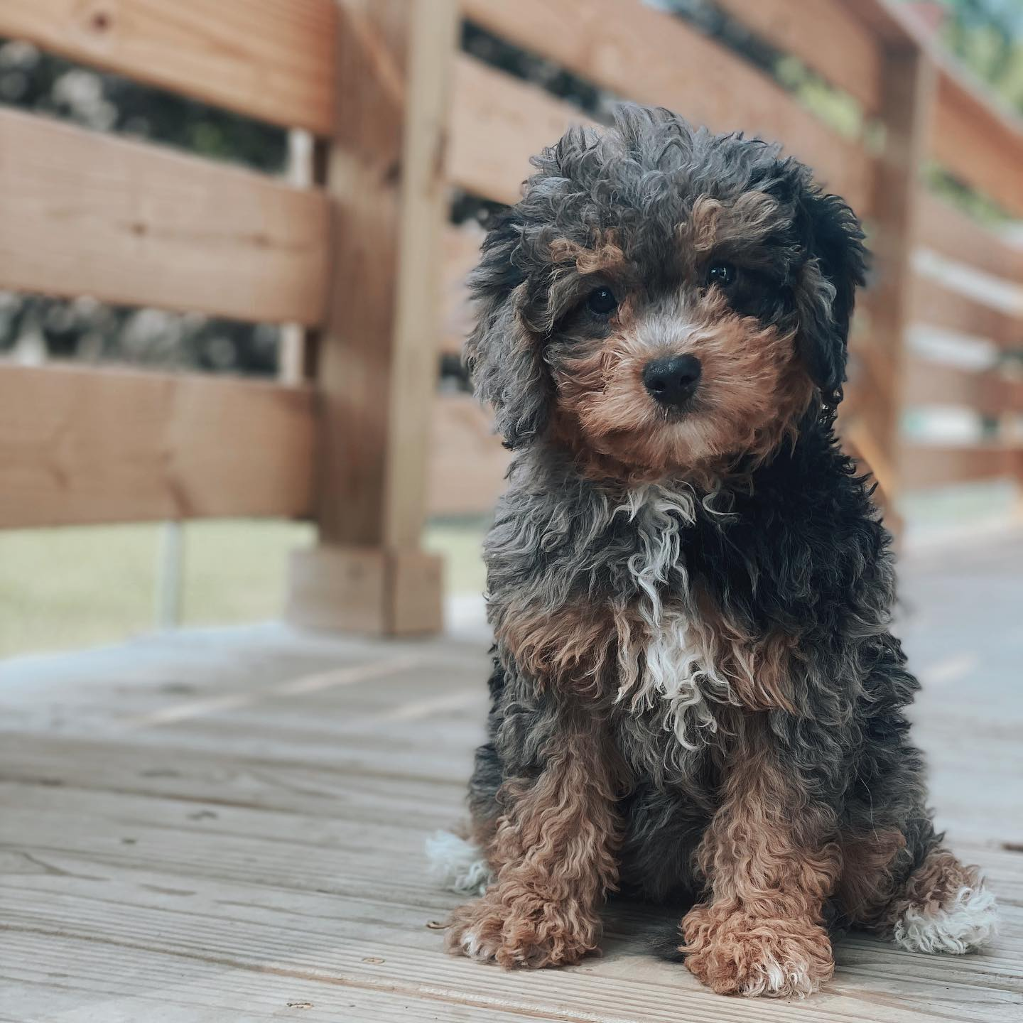 Mini Bernedoodle Pup Being Cute