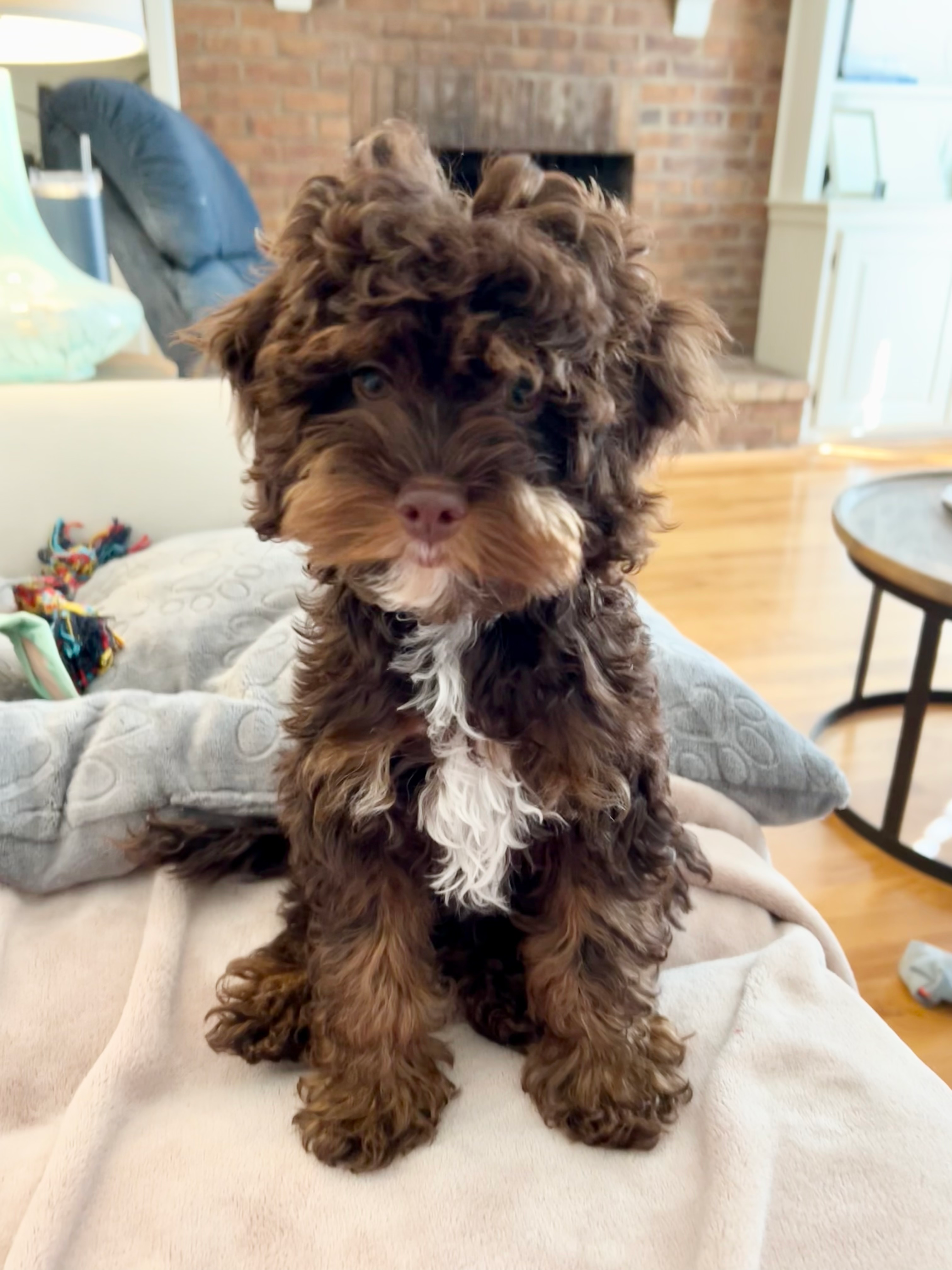 Fluffy Cockapoo Poodle Mix Pup