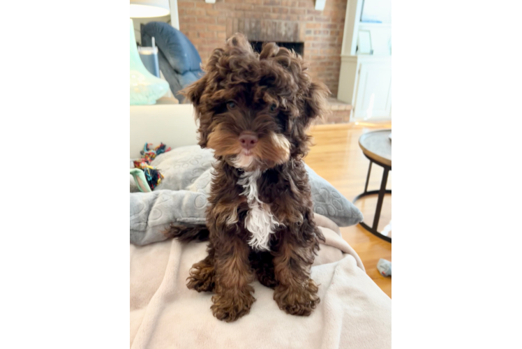 Fluffy Cockapoo Poodle Mix Pup