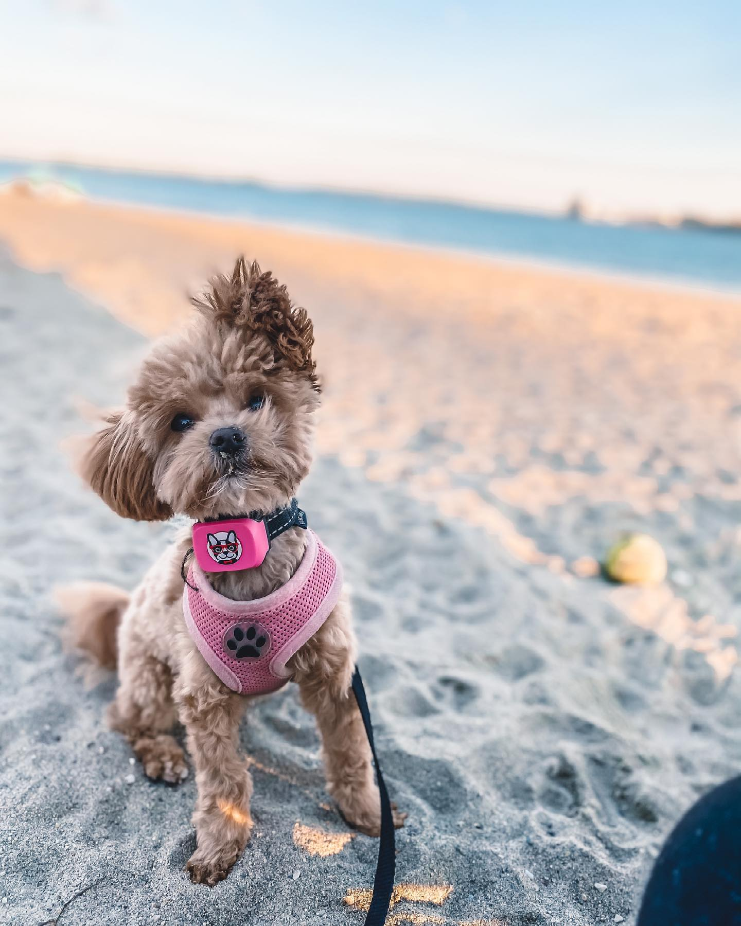 Playful Maltese Poodle Poodle Mix Puppy