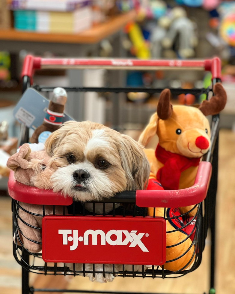 Energetic Shitzu Purebred Pup