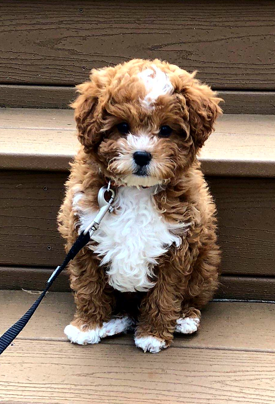 Cavapoo Pup Being Cute