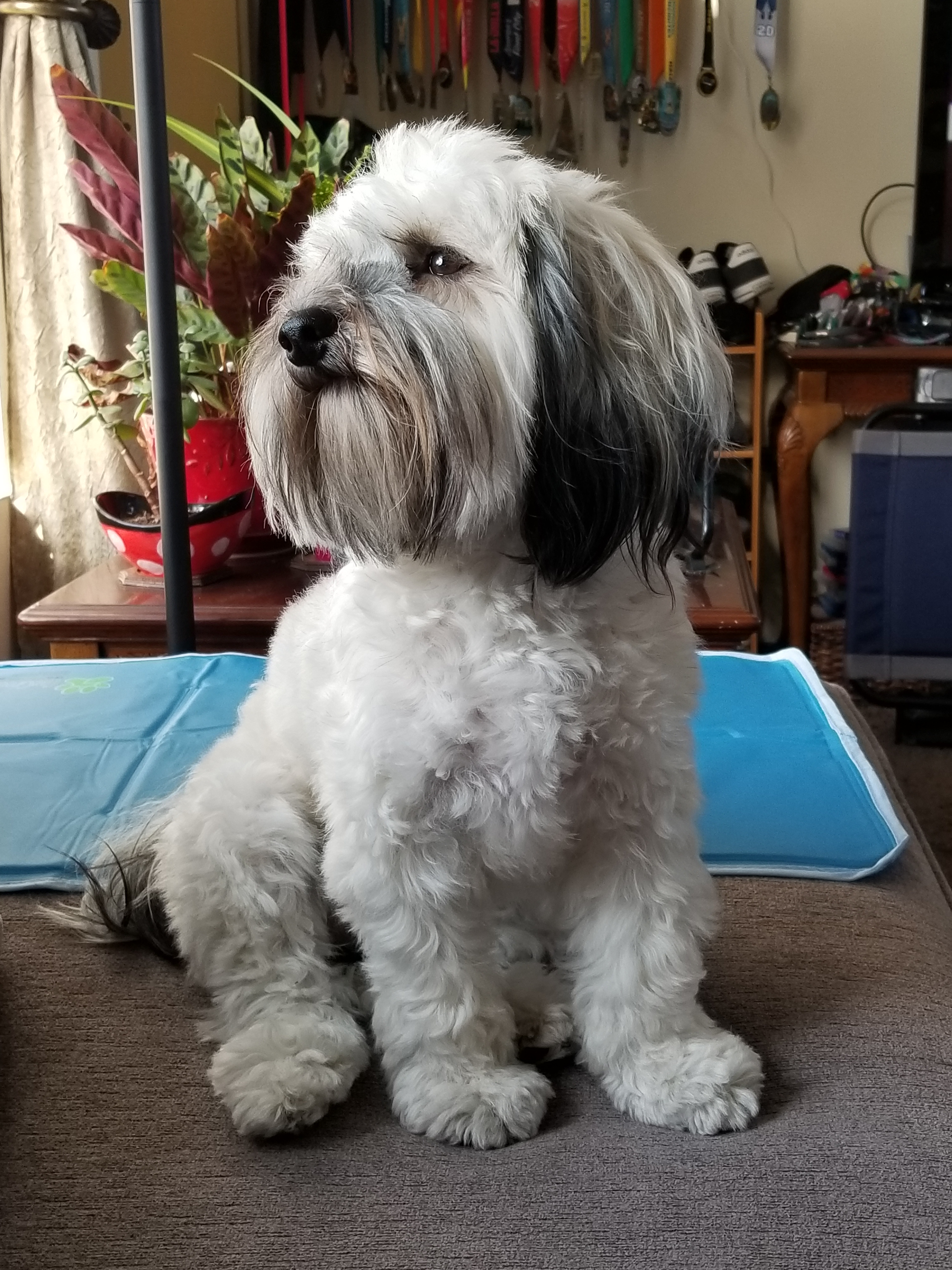 Best Havanese Baby