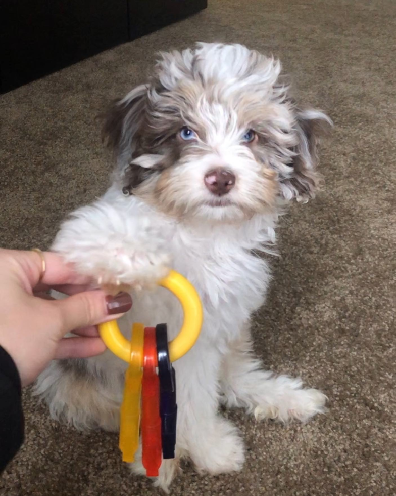 Toledo Mini Aussiedoodle Pup