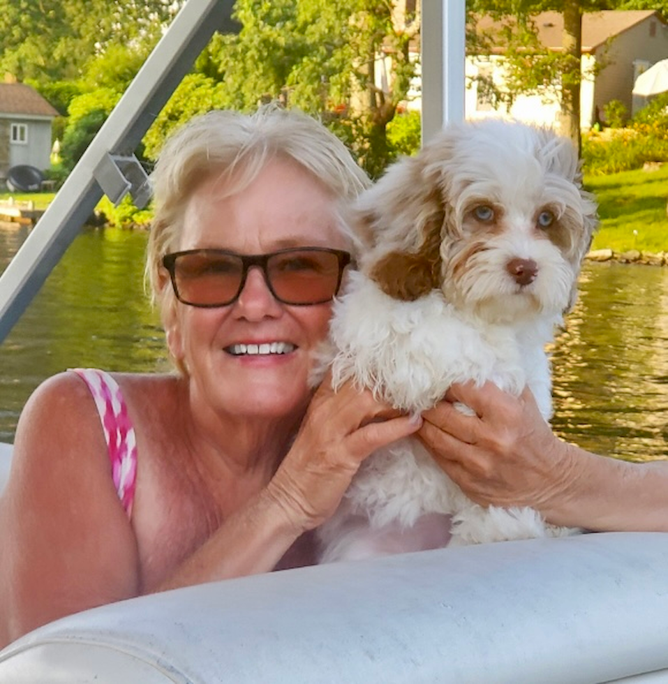 Playful Shih Poo Poodle Mix Pup