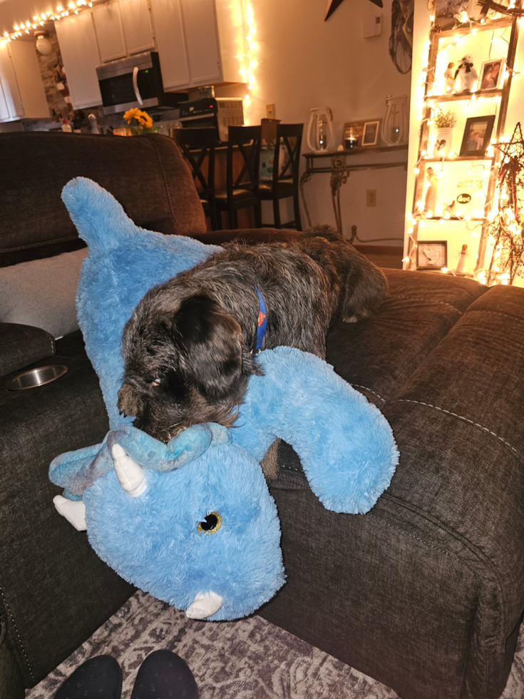 Happy Mini Labradoodle Pup