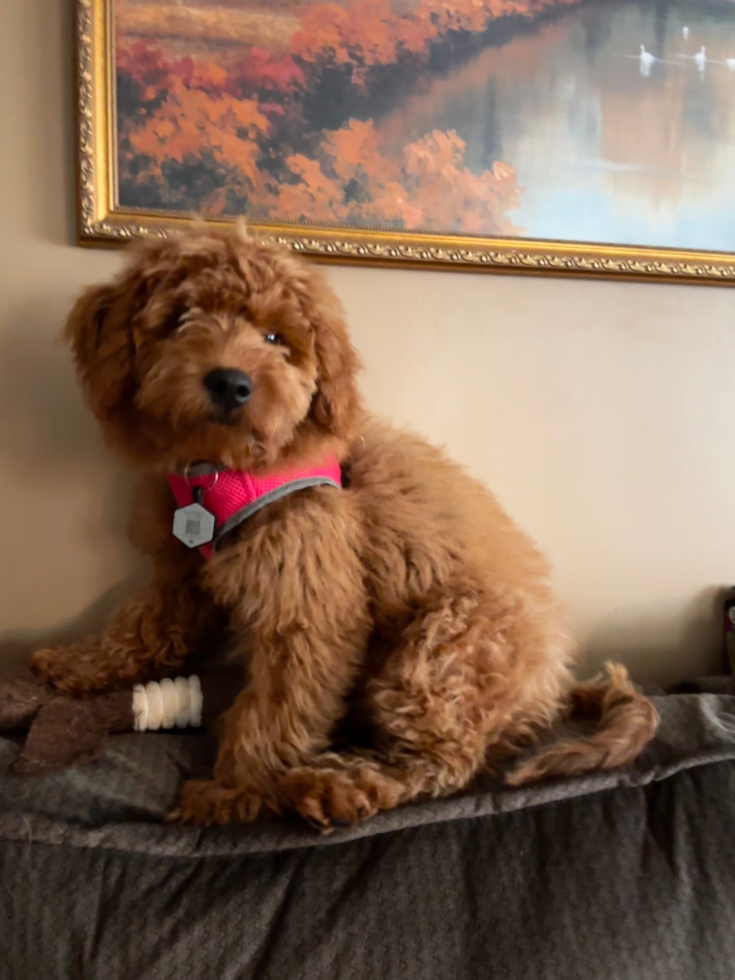 Mini Goldendoodle Being Cute