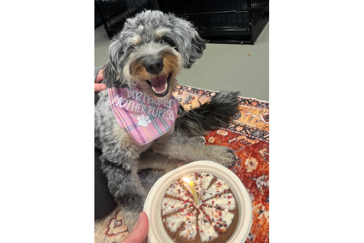 Best Mini Bernedoodle Baby