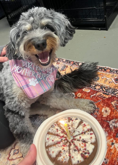Small Mini Bernedoodle Pup