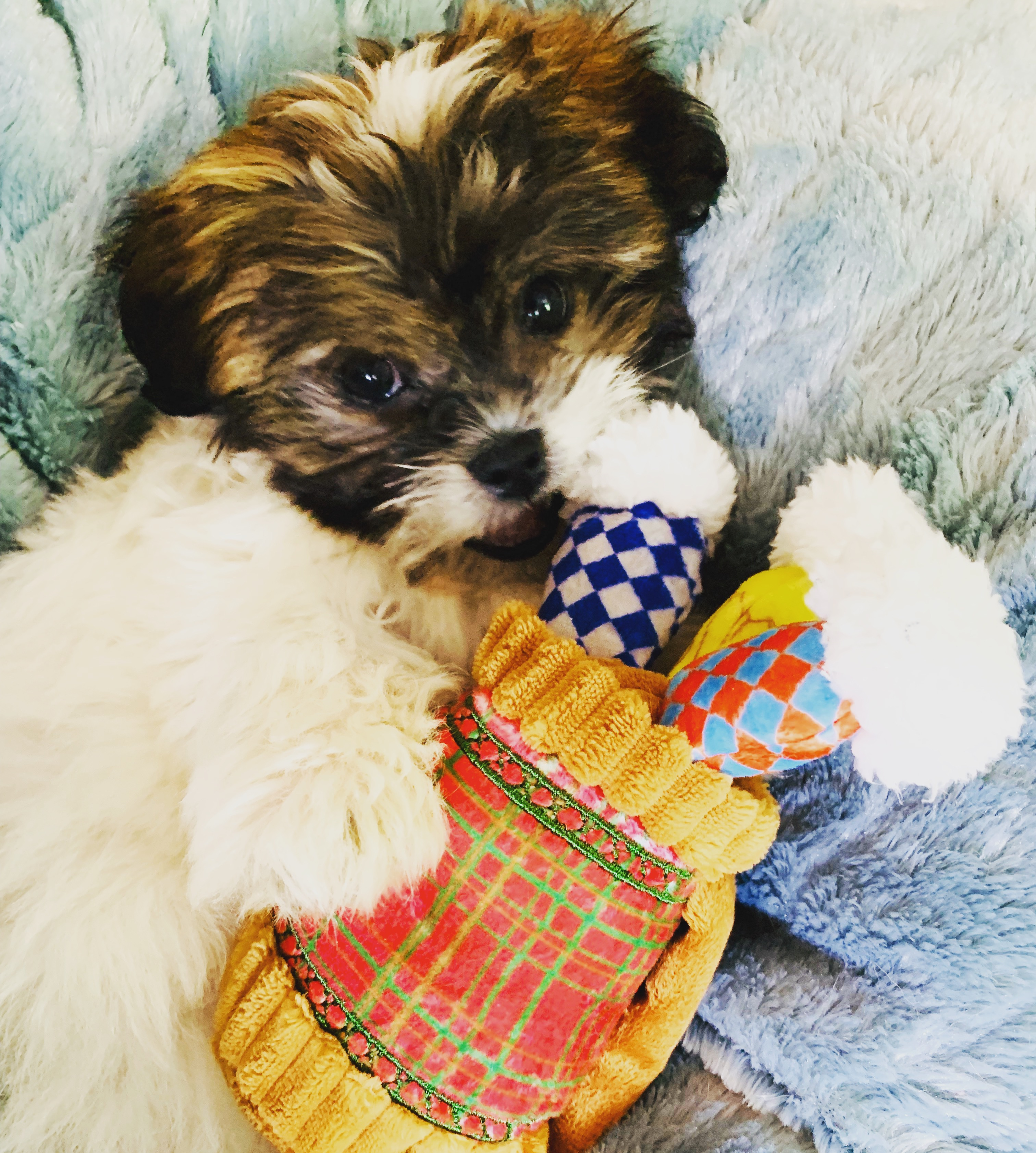 Fluffy Teddy Bear Designer Pup