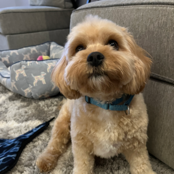 Petite Cavachon Designer Pup