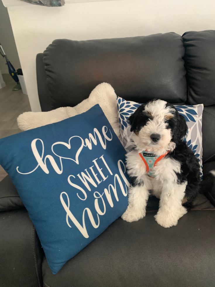 Mini Bernedoodle Being Cute