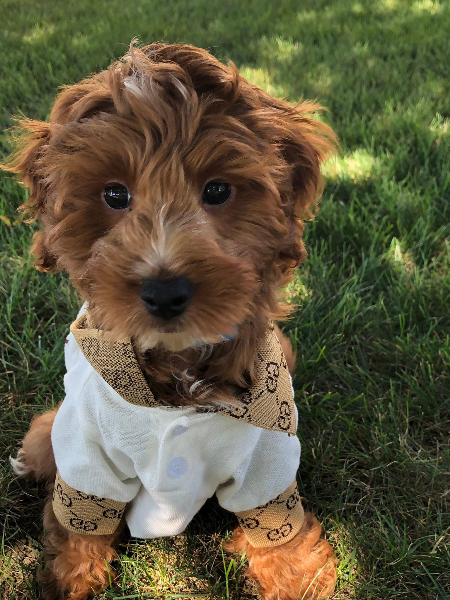 Popular Mini Irish Doodle Poodle Mix Pup