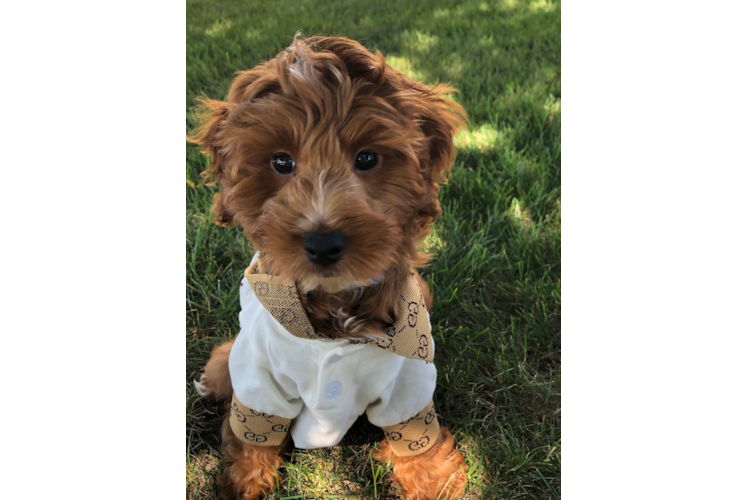 Popular Mini Irish Doodle Poodle Mix Pup
