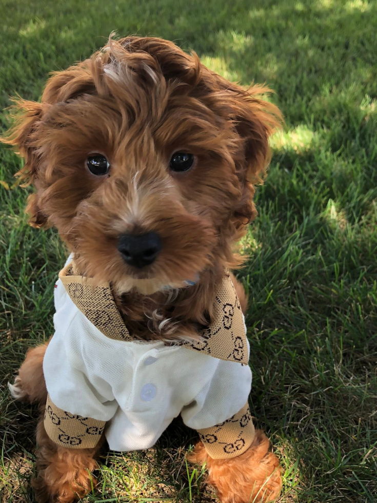 Adorable Mini Irishdoodle Poodle Mix Pup