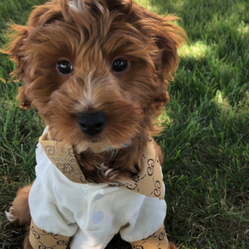 Adorable Mini Irishdoodle Poodle Mix Pup