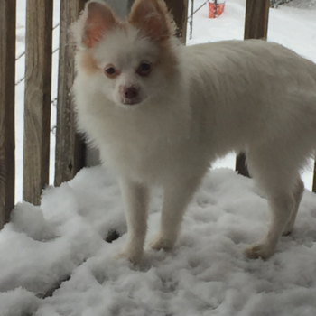 Manchester Maltipom Pup