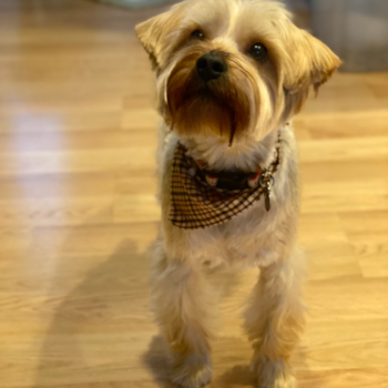 Yorkshire Terrier Being Cute