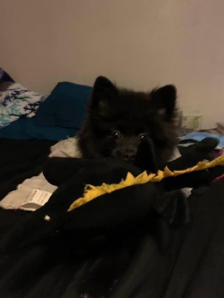 Little Pomeranian Pup