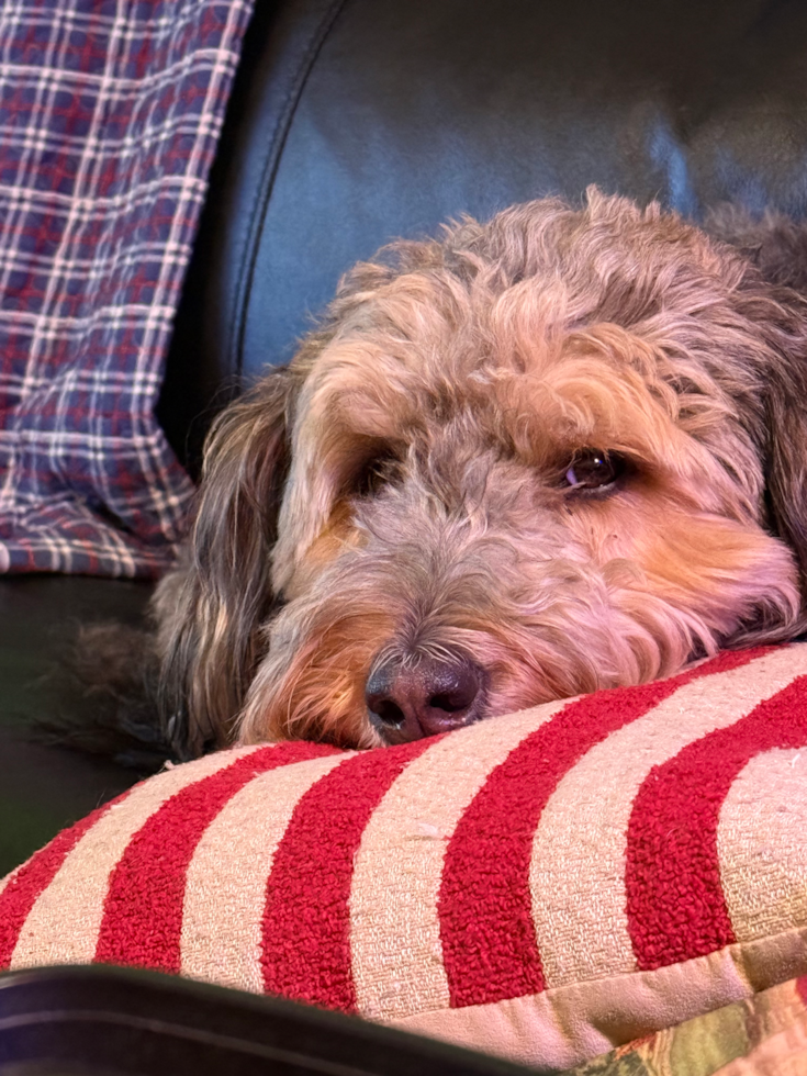 Mini Bernedoodle Pup