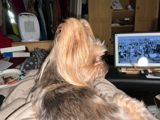 Yorkshire Terrier