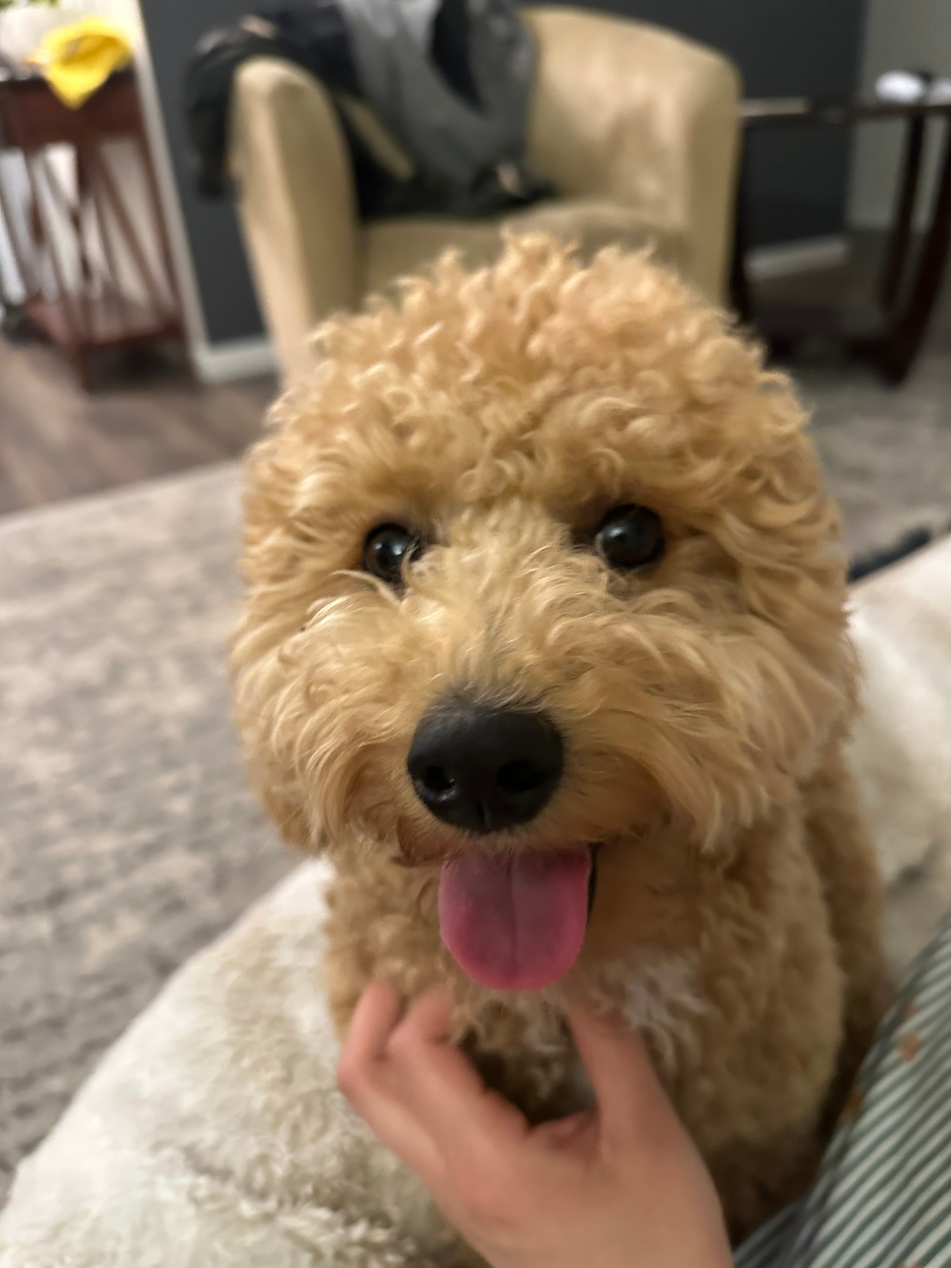 Small Poochon Baby