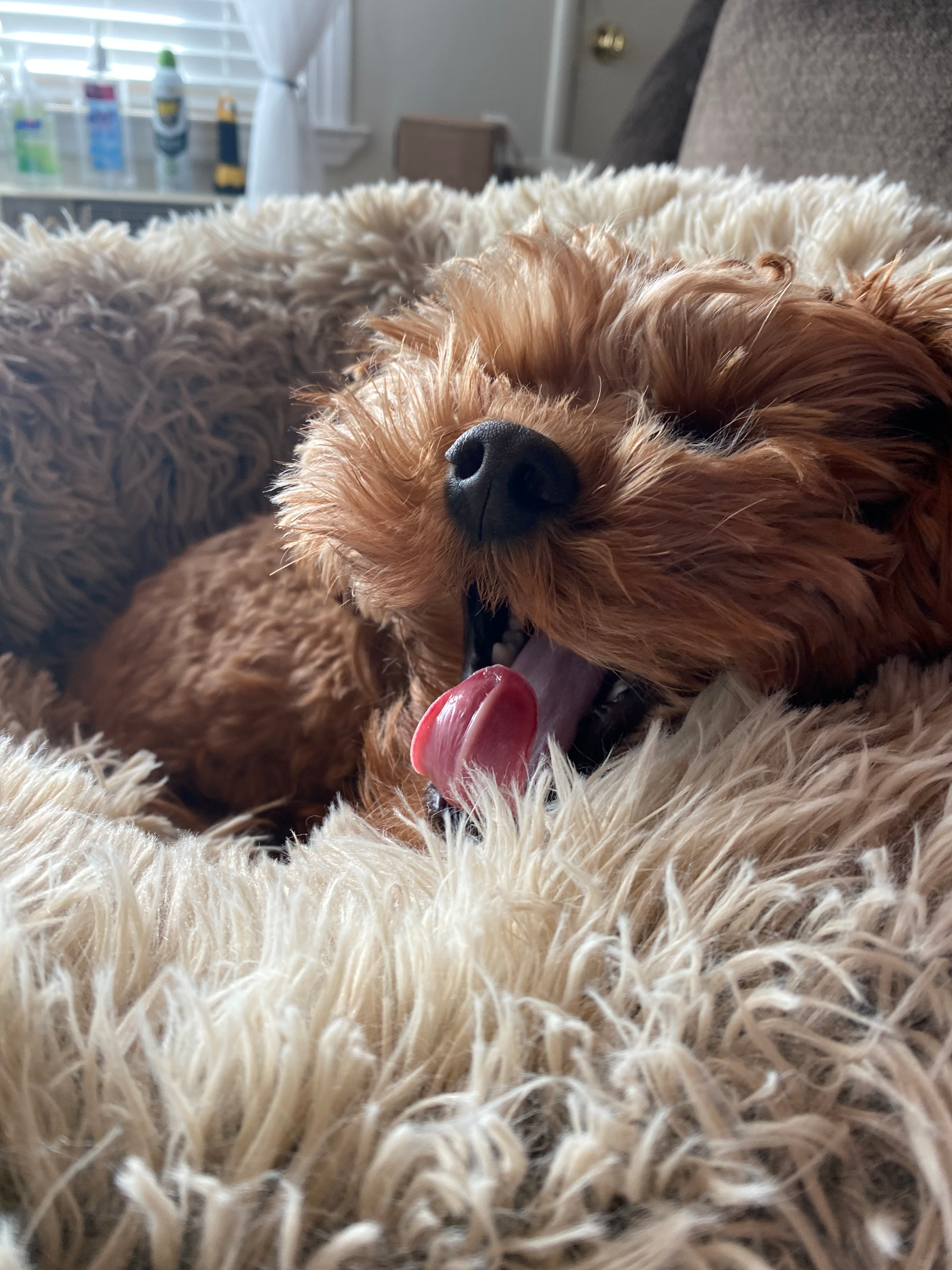 Best Cavapoo Baby