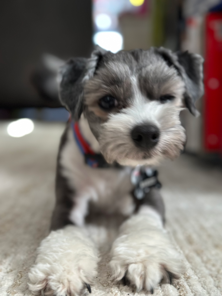 Fluffy Bichon Habanero Purebred Pup