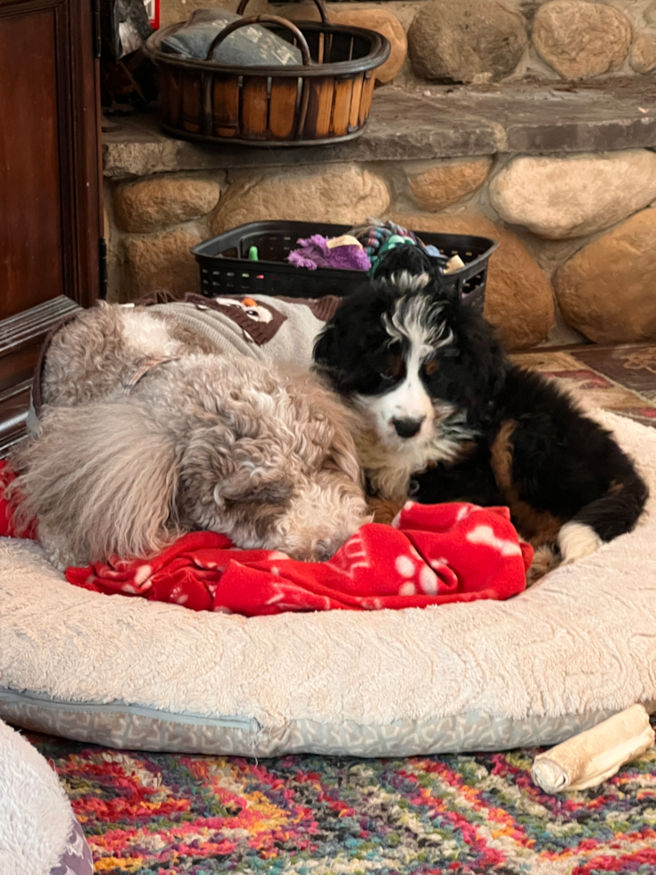 Cute Mini Bernedoodle Pup