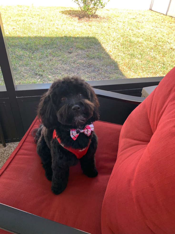 Petite Havapoo Poodle Mix Pup